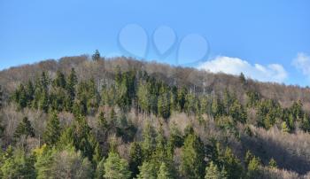 Forest of conifers and deciduous without leaves in spring in April. Schwarzwald