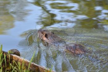 Nutria swims near the shore in a pond in a park. Close-up