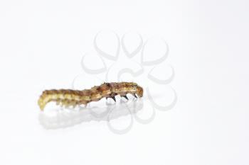Beautiful caterpillar yellow-brown on a white background with reflection. Side view.