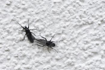 Black winged insect Bibio marci mate on a white wall, closeup.