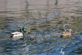 A Duck with a black head swims behind a brown duck to mate with her in the river.