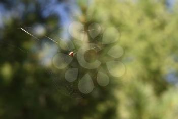 A small spider sits in a cobweb in the forest between the trees.