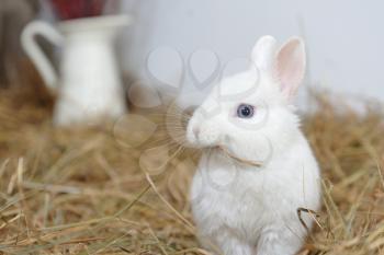 A small and curious white rabbit with blue eyes, close-up portrait against the background of dry hay.