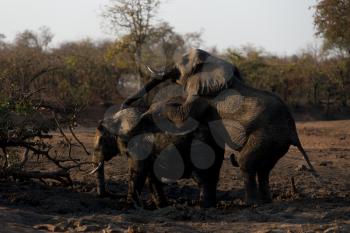elephants mating in the wilderness