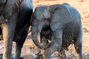 African elephants playing in the mud, in the wilderness