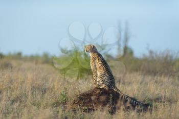 Cheetah portrait in the wilderness of Africa