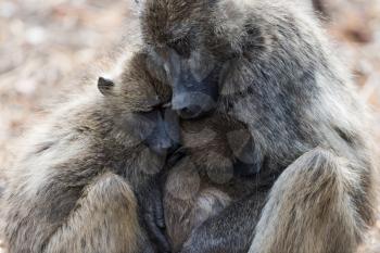 Baboon family in the wilderness of Africa