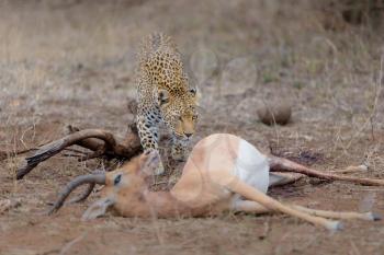 leopard with a kill,in the wilderness of Africa