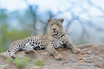 leopard in the wilderness of Africa