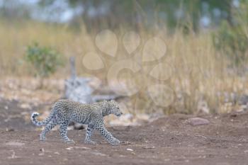 Baby leopard, leopard cub in the wilderness of Africa