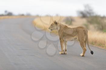Lion in the wilderness of Africa