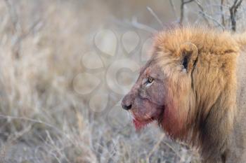 Male lion with bloody mane in the wilderness of Africa