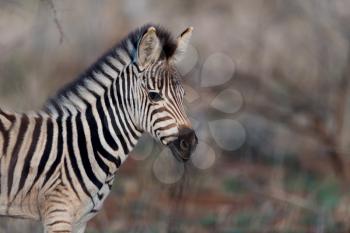 Zebra foal in the wilderness, baby zebra