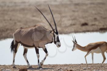 Oryx gemsbok in the wilderness of Africa