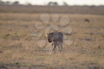 Female lion in the wilderness of Africa