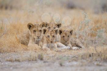 Lion cubs in the wilderness of Africa