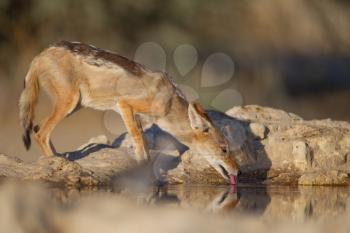 Black backed jackal in the wilderness of Africa