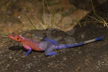 Agama agama in the wilderness of Africa