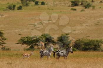 Zebras in the wilderness of Africa