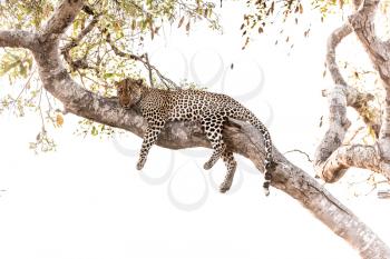 leopard resting on tree in the wilderness of Africa
