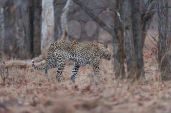 leopard in the wilderness of Africa