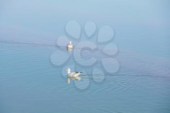 Birds in the clean lake, natural scenery. Photo in Qinghai, China.