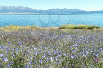 Lake and flowers with a sunny day. Shot in Sayram Lake, Xinjiang, China.