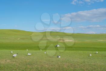 Grassland and birds with blue sky. Shot in xinjiang, China.