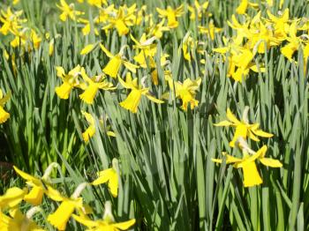 Detail of a host of golden daffodils