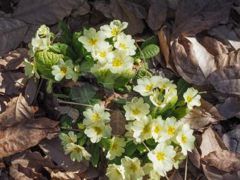 Primula means prime since it is among the first flowers to blossom in early spring