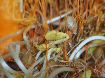 seeds and sprouts of pumpkin (Cucurbita pepo) vegetables