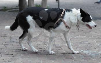 domestic dog aka Canis lupus familiaris mammal animal