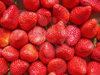 Strawberry fruit aka garden strawberry or fragaria