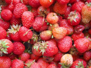 Strawberry (Fragaria x ananassa) fruit vegetarian food
