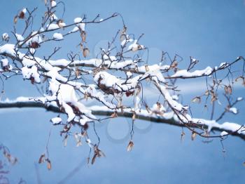 winter scene with snow on maple tree
