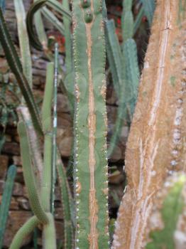 Cactus plant, in the family of Cactaceae