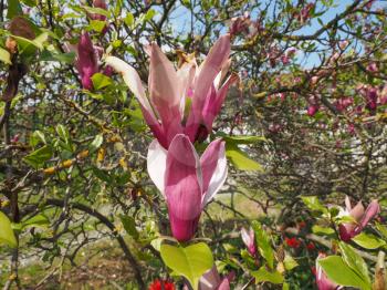 Pink flowers of a Magnolia liliiflora tree