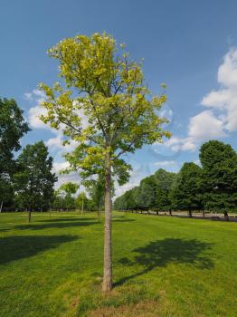 plane (Platanus) aka Sycamore tree in urban park over blue sky