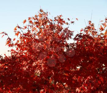 Canadian Red Maple leaves useful as a background