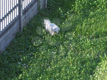Cute white fluffy Bichon Frise small dog in a meadow