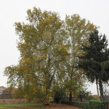 plane (Platanus) aka Sycamore tree, in autumn