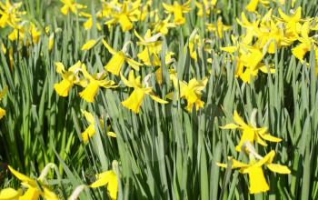 A host of golden daffodils - yellow daffodil (Narcissus) aka daffadowndilly or jonquil flower bloom