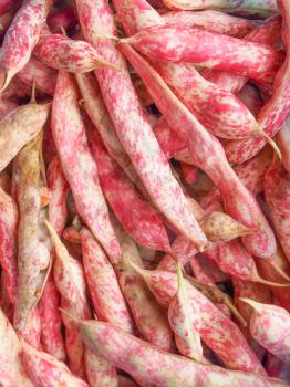 Cranberry variety of common beans aka Crimson bean or Borlotti bean or Roman bean