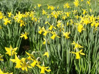 Detail of a host of golden daffodils