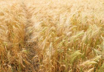 A barley corn field in Germany Europe
