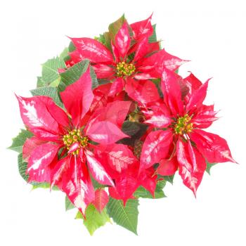 Euphorbia Pulcherrima aka Christmas Star or Poinsettia flower isolated over white background useful for greeting cards