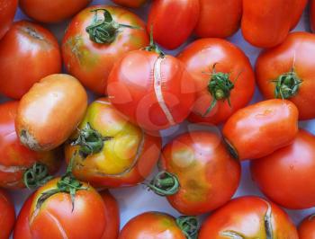 tomatoes (Solanum lycopersicum) vegetables vegetarian and vegan food
