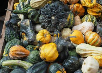 pumpkin (Cucurbita pepo) vegetables vegetarian and vegan food