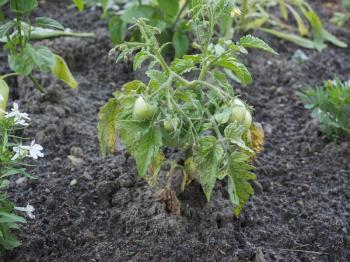 Tomato (Solanum lycopersicum) plants with green tomatoes
