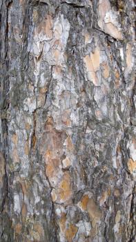Tree bark texture. trunk of fir tree background.
